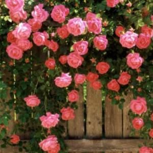 Meet your Posher, Vi